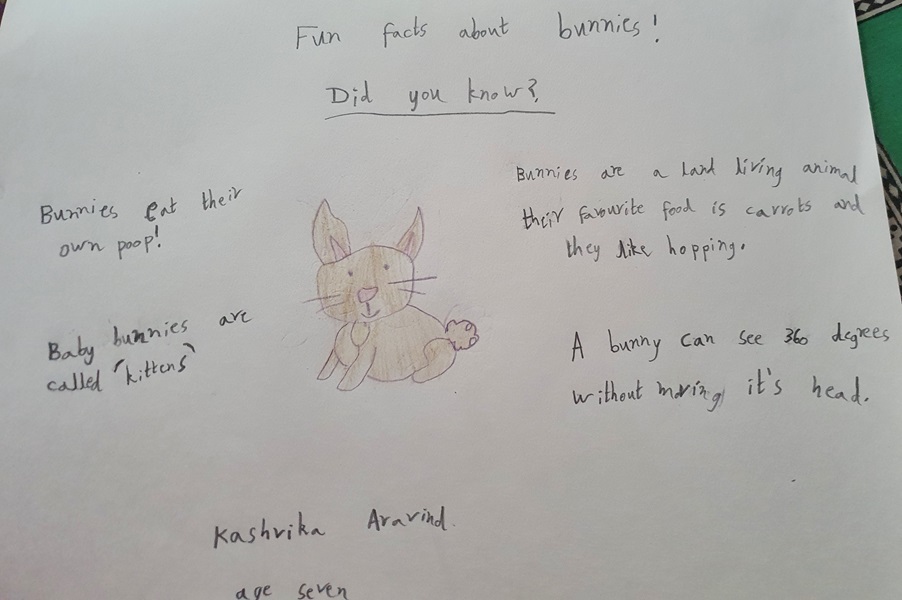 Kashvika (aged 7) and her drawing of bunny facts 