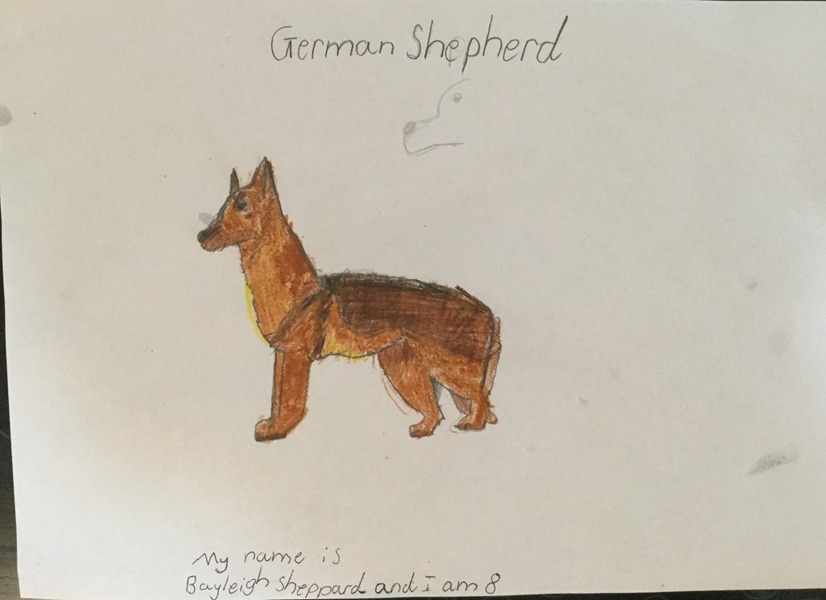 Lexie, a German Shepherd dog, drawn by Bayleigh, aged 8