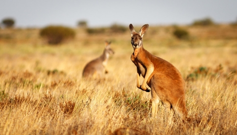 Animal Care - Kangaroo