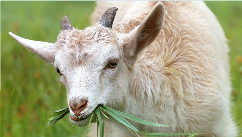 Animal Care - Goat