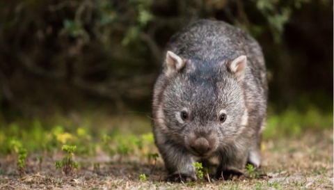 Wombats | Animal Care | RSPCA Kids Education
