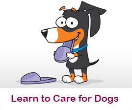 Learn to care for dogs