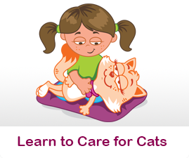 Learn to care for cats