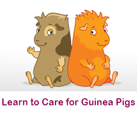 Learn to care for guinea pigs