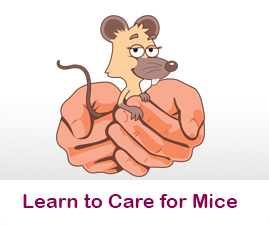 Learn to care for mice