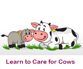 How to care for Cows